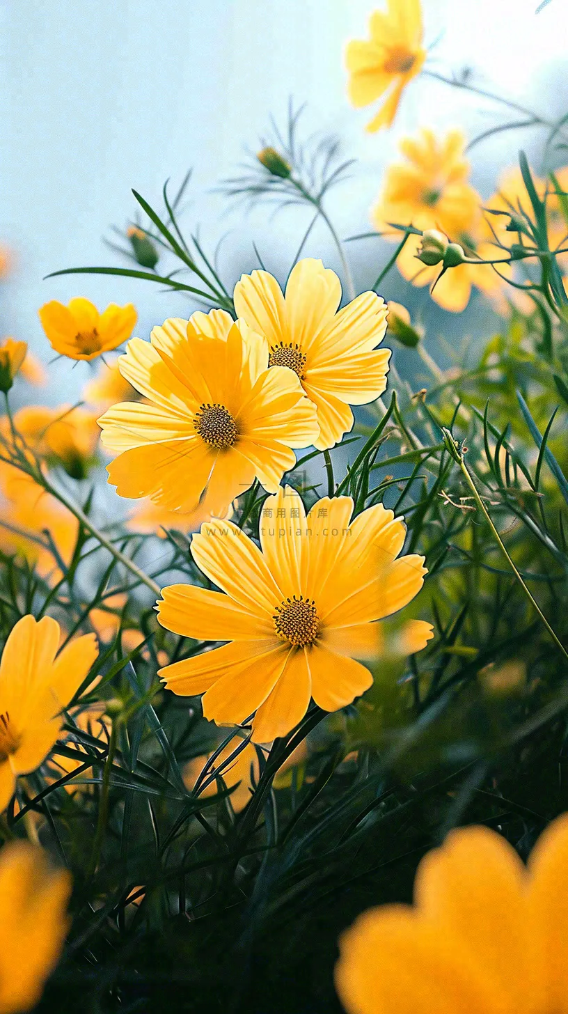 春天小黄花花朵阳光蓝天白云清新，立春惊蛰春分摄影图