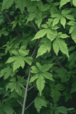 简约树叶清新绿色大气摄影背景 简约树叶清新绿色大气摄影背景