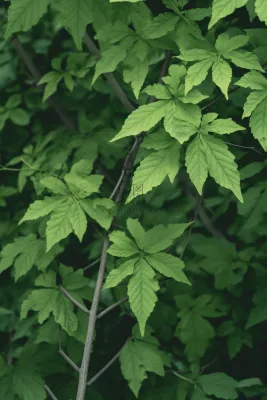 简约树叶清新绿色大气摄影背景 简约树叶清新绿色大气摄影背景