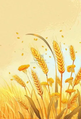 农田里金黄的麦穗稻穗收成卡通插画芒种世界粮食日插画背景 农田里金黄的麦穗稻穗收成卡通插画芒种世界粮食日插画背景