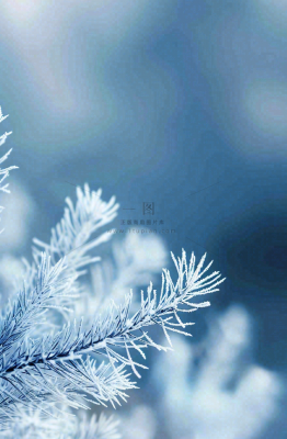 冬天挂满白霜的松针树寒冷霜降摄影图