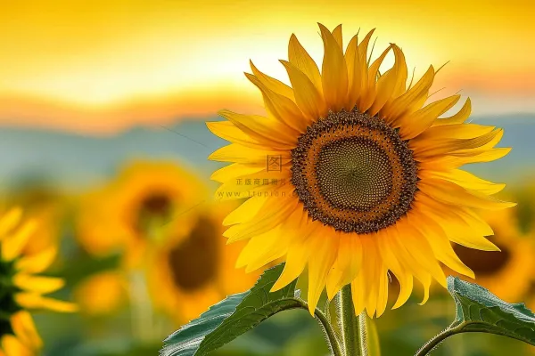 向日葵向阳生长鲜花摄影图 向日葵向阳生长鲜花摄影图