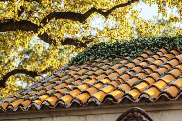 秋天屋檐瓦砾黄了的树木摄影图