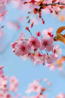 春天樱花盛开粉色浪漫唯美立春春分惊蛰摄影图 春天樱花盛开粉色浪漫唯美立春春分惊蛰摄影图