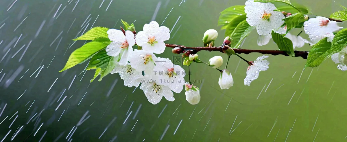 春天下雨花朵谷雨，惊蛰，雨水摄影图