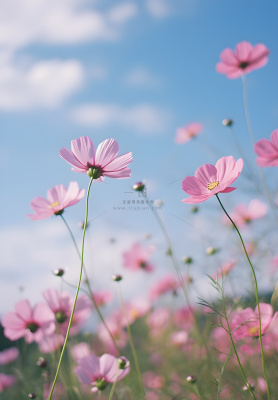 春夏蓝天白云花草绚丽摄影海报素材背景