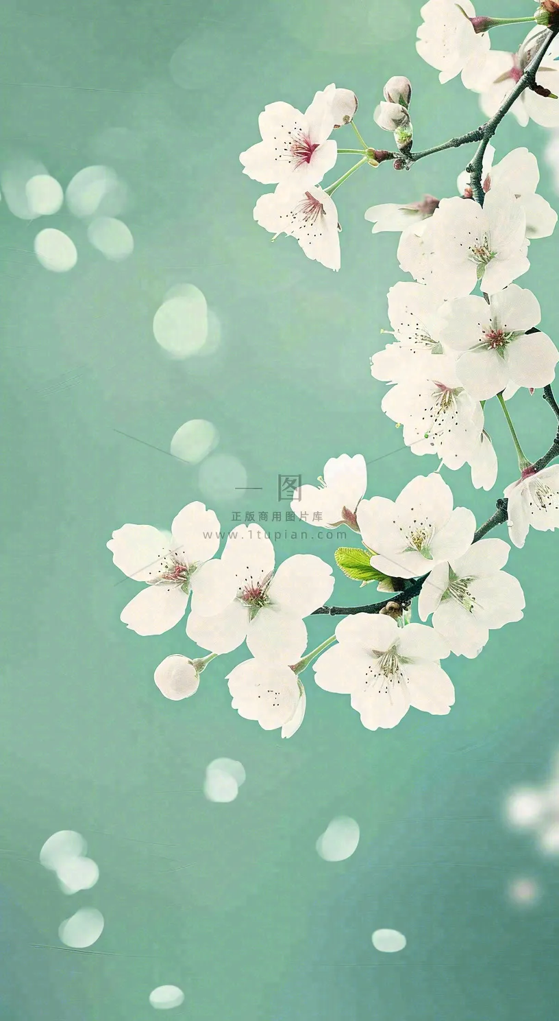 春天开满枝头的白色樱花花朵立春惊蛰春分摄影图