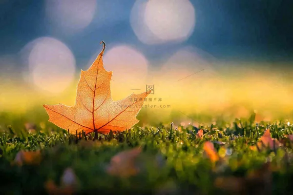 秋天掉落的落叶梧桐叶秋景秋分立秋摄影图 秋天掉落的落叶梧桐叶秋景秋分立秋摄影图