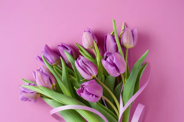 紫色郁金香鲜花妇女节摄影图 紫色郁金香鲜花妇女节摄影图