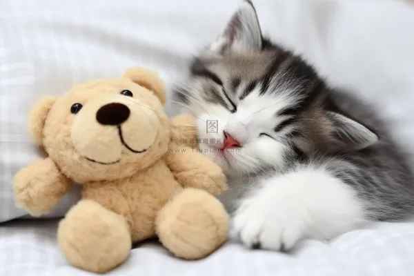 小猫咪抱着玩偶躺着床上睡觉摄影图