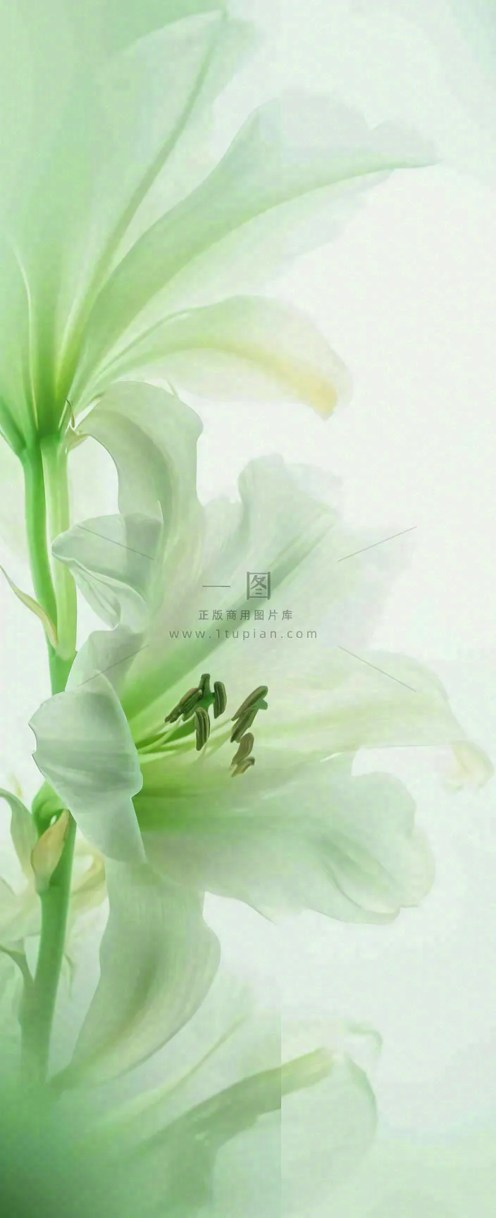 白色清新花朵朦胧唯美意境,鲜花摄影图