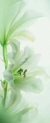 白色清新花朵朦胧唯美意境,鲜花摄影图 白色清新花朵朦胧唯美意境,鲜花摄影图