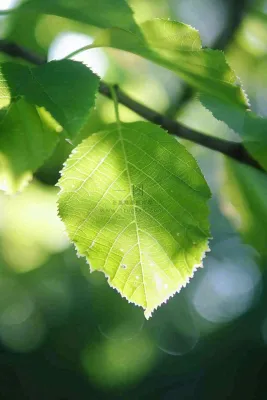 春夏阳光下的绿叶树叶绿荫立夏小暑大暑摄影图