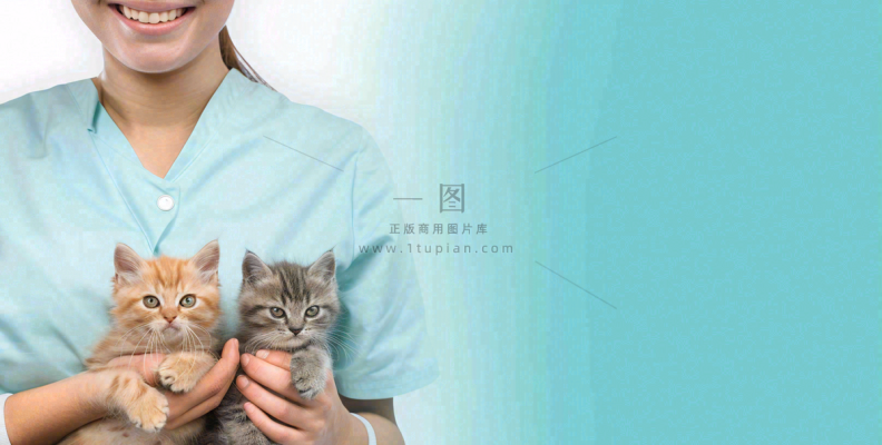 宠物医院猫狗生病救治摄影图 宠物医院猫狗生病救治摄影图