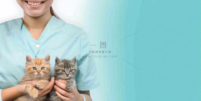 宠物医院猫狗生病救治摄影图 宠物医院猫狗生病救治摄影图