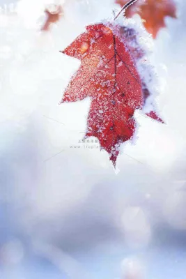 结满白霜雪花的树叶霜降摄影图