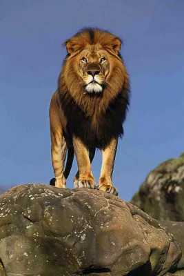 狮子站在石头上的雄狮保护动物非洲蓝天背景摄影图