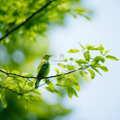 春天大树抽新芽绿叶树枝站绿色小鸟摄影图