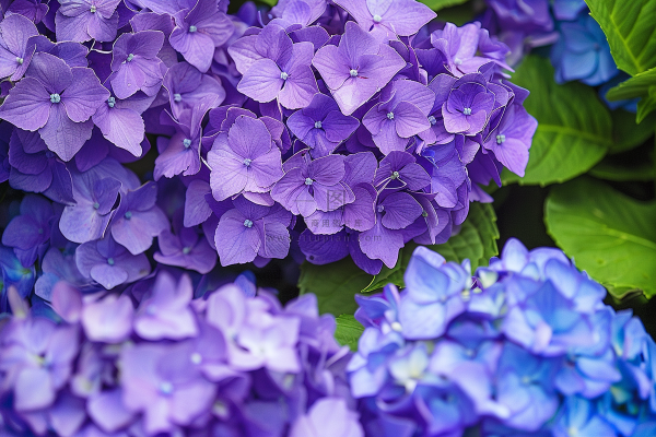 绣球花鲜花花朵摄影图