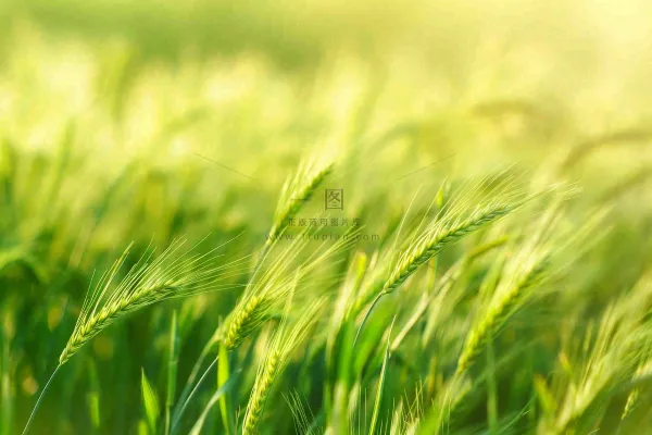 绿色小麦田麦穗粮食生长小满芒种摄影图