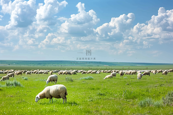 春天草原牛羊内蒙摄影图