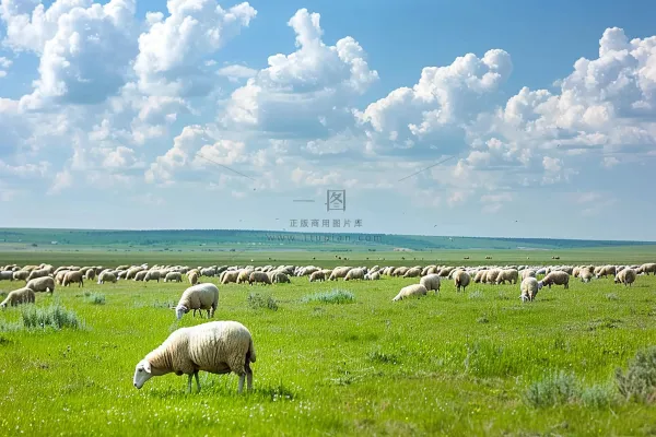春天草原牛羊内蒙摄影图