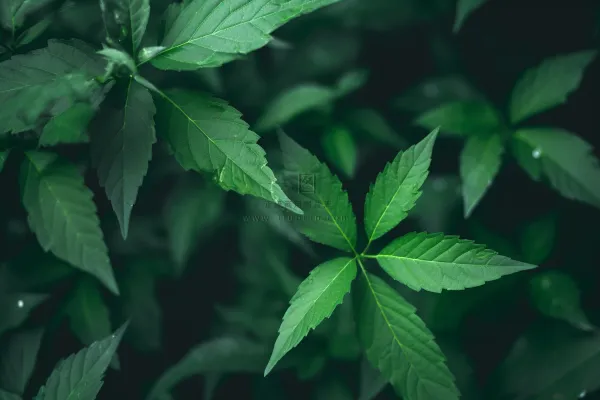 简约树叶清新绿色大气摄影背景