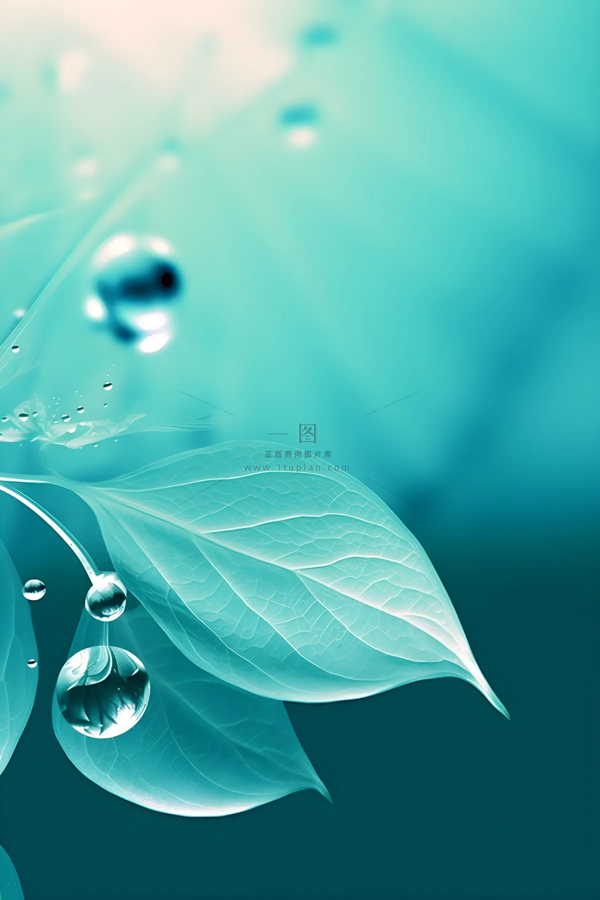 树叶露珠青色大气意境背景