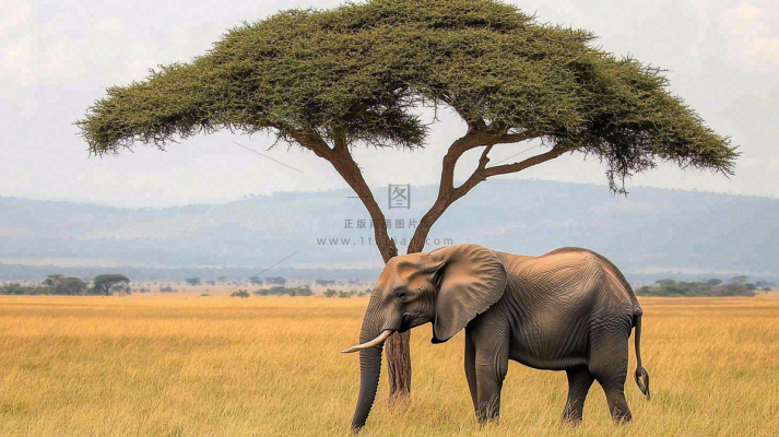 非洲大草原大象象群野生动物保护动物摄影图