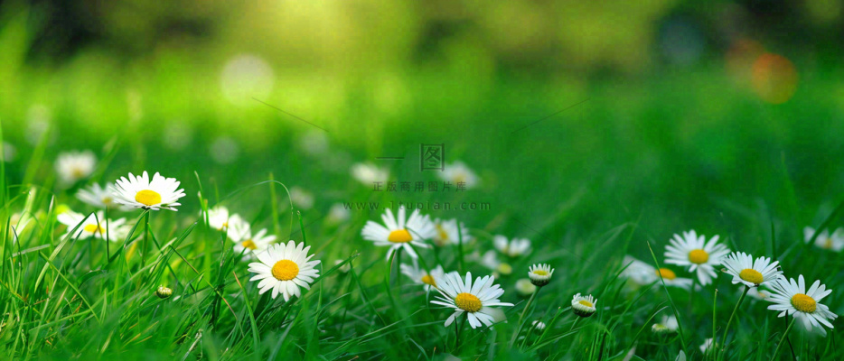 夏至夏天向阳菊花草地立夏小暑摄影图