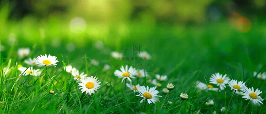 夏至夏天向阳菊花草地立夏小暑摄影图