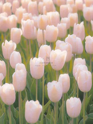 春天粉色郁金香花海绿叶温馨阳光,春分摄影图 春天粉色郁金香花海绿叶温馨阳光,春分摄影图