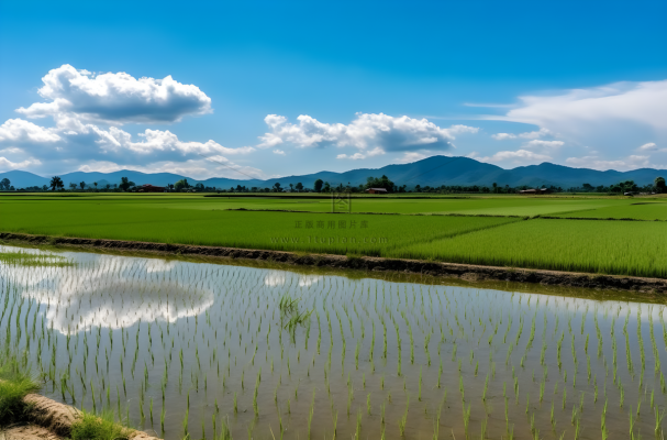 背景是蓝天的绿色稻田插秧摄影图