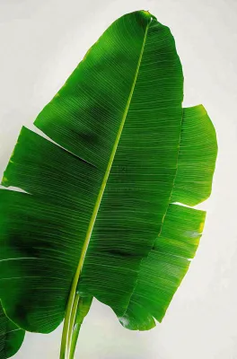 香蕉树芭蕉叶绿色植物摄影图