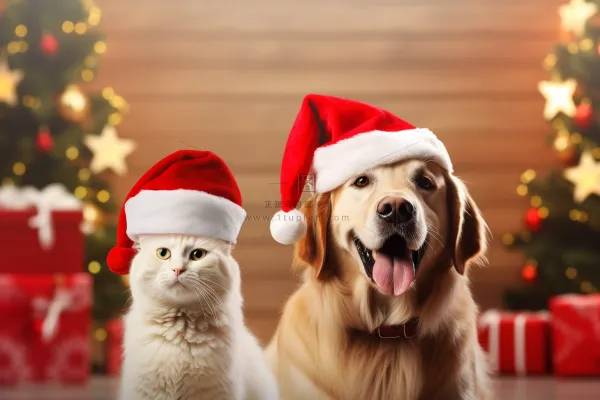 戴着圣诞帽的狗猫金毛红色背景圣诞摄影图