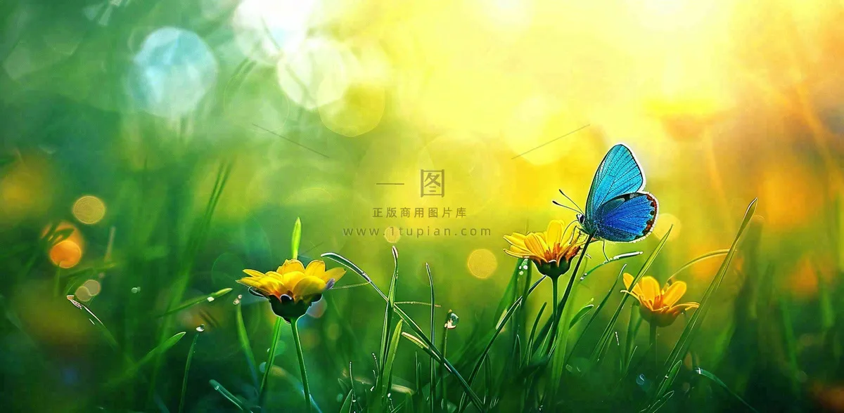 春暖花开阳光下花朵上的蝴蝶立春春分惊蛰摄影图