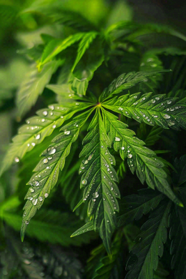 清晨植物绿叶上的露珠水滴雨水谷雨寒露摄影图 清晨植物绿叶上的露珠水滴雨水谷雨寒露摄影图