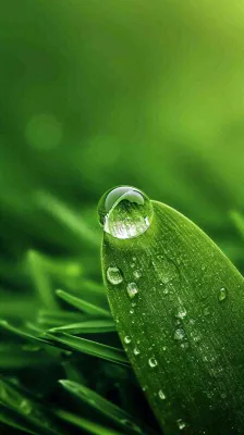 夏天绿植叶子露珠萌芽清新，雨水白露谷雨摄影图