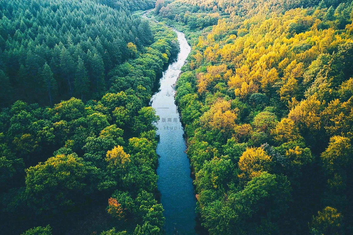 秋天立秋森林大自然风景摄影图