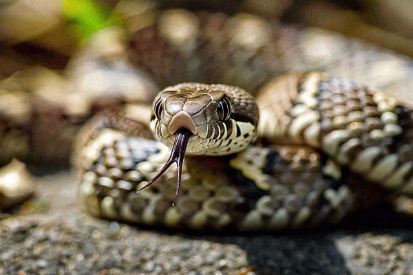 蛇爬行动物毒蛇摄影图