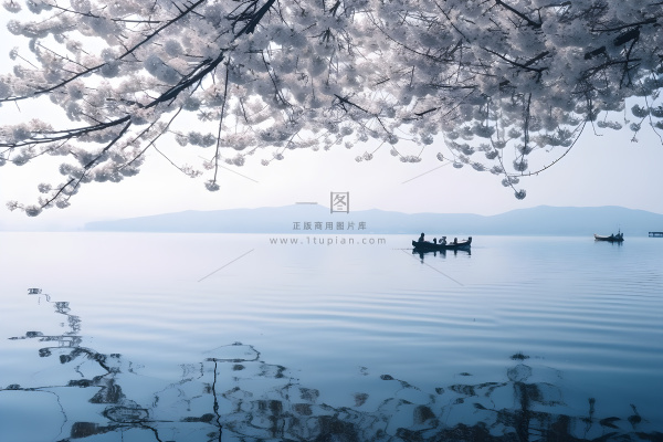 湖边的树开满了花朵，湖上有一艘船摄影图桌面壁纸