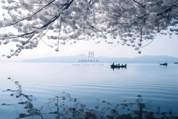 湖边的树开满了花朵，湖上有一艘船摄影图桌面壁纸