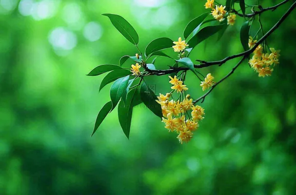 树枝上的小黄花植物摄影图 