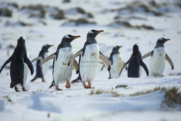 冰雪天地的企鹅寒冷动物摄影图