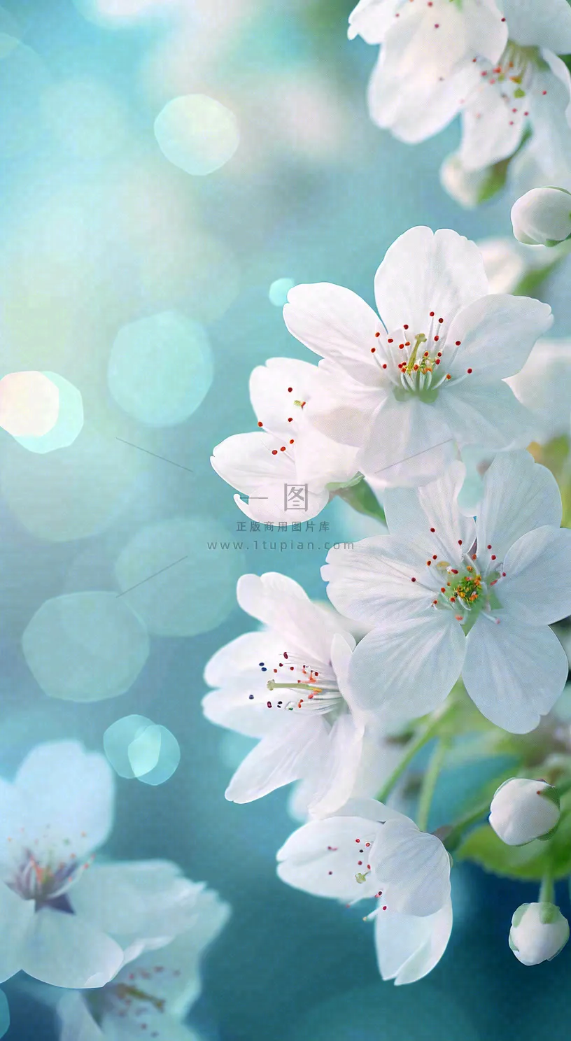 白色樱花花朵鲜花在阳光下，春天立春春分惊蛰摄影图