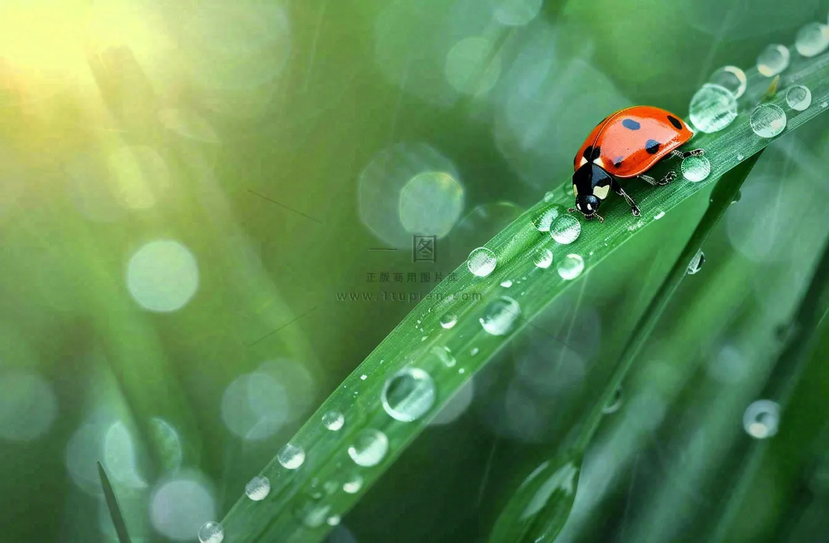春天绿叶上的昆虫瓢虫露珠 雨水谷雨寒露摄影图