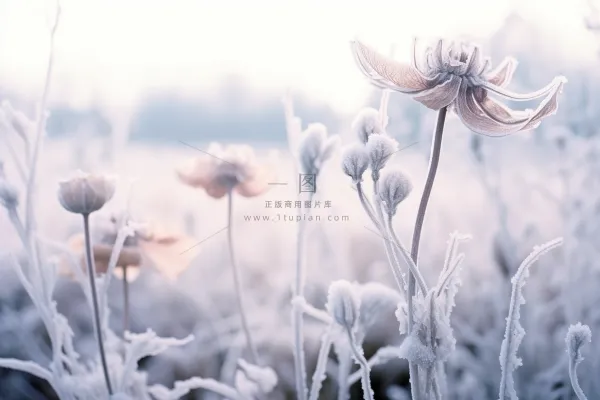 清晨白霜布满植物冷气摄影图