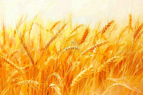 金黄的麦田小麦麦穗芒种秋收秋分摄影图