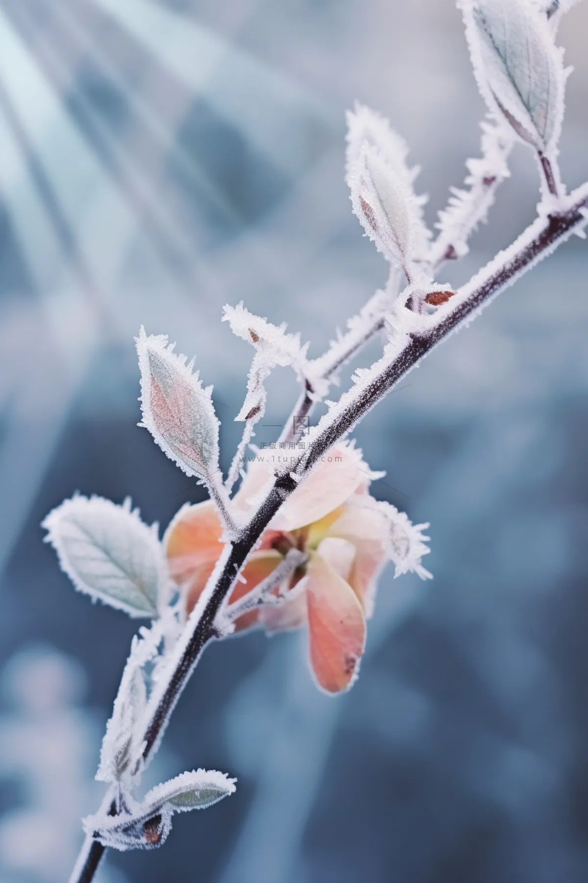 大雪冰冷枝叶美景冬天节气海报背景