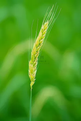 绿色小麦麦穗小满芒种摄影图
